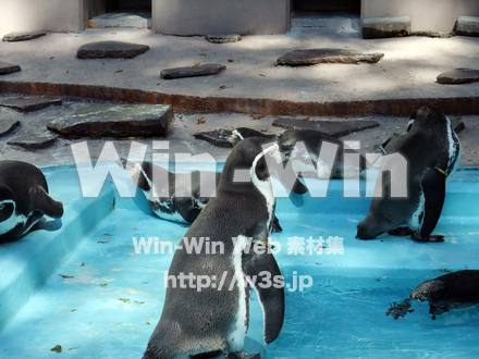 夢見ヶ崎動物公園の写真素材 W-002903