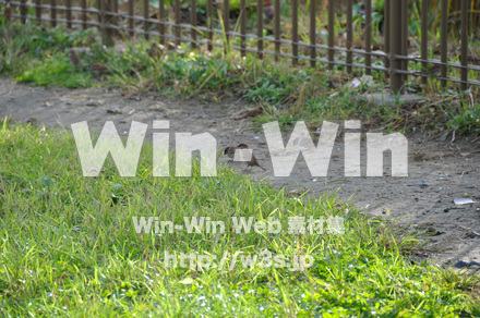 富士見公園の写真素材 W-002689