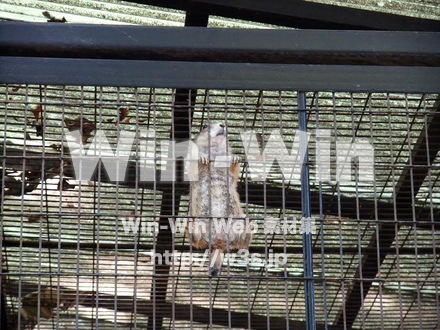 夢見ヶ崎動物公園の写真素材 W-002882