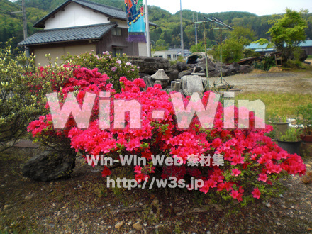 躑躅の写真素材 W-003319