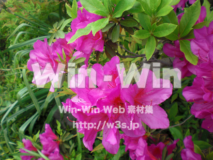 躑躅の写真素材 W-003295