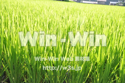 白川郷の写真素材 W-002021