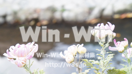 二ヶ領用水の写真素材 W-002792