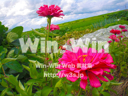 不明な花の写真素材 W-003808