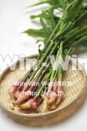 葉ショウガ　２の写真素材 W-002361