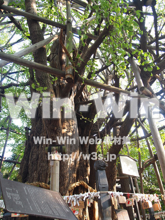 稲毛神社の写真素材 W-003521