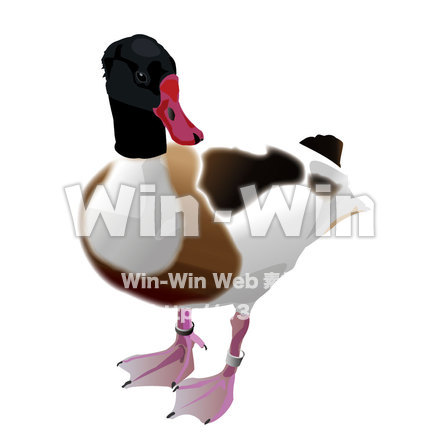カモのCG・イラスト素材 W-003108