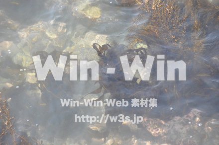 雄島の写真素材 W-002406