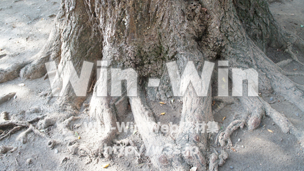 雑木林の写真素材 W-002756