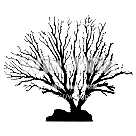 サンゴ礁のシルエット素材 W-003255