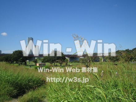 せせらぎ公園のすすきの写真素材 W-003148