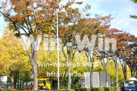 イチョウ並木の写真素材 W-002844