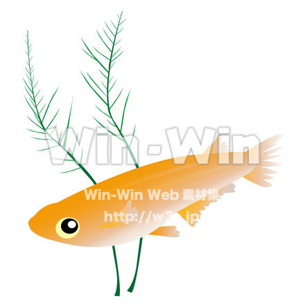 めだかのCG・イラスト素材 W-002961