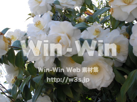 椿の写真素材 W-002121