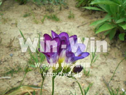 不明な花の写真素材 W-003885