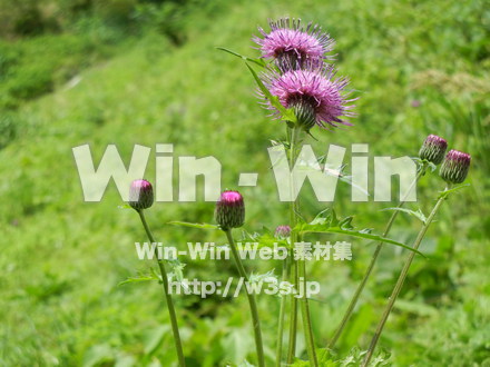 不明な花の写真素材 W-003898