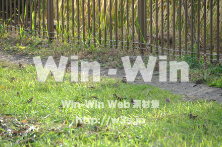 富士見公園の写真素材 W-002691