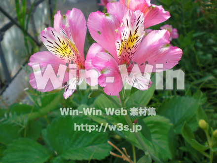 躑躅の写真素材 W-003303