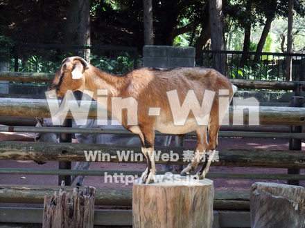 夢見ヶ崎動物公園の写真素材 W-002897