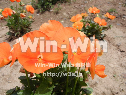 不明な花の写真素材 W-003952