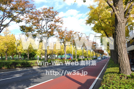 イチョウ並木の写真素材 W-002845