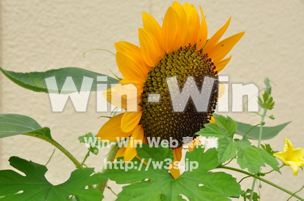 飛騨高山の写真素材 W-002329