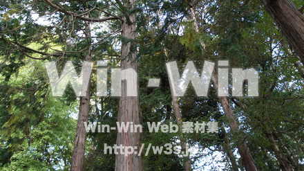 雑木林の写真素材 W-002751