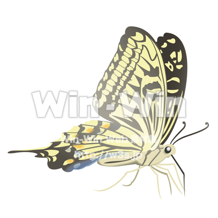 アゲハチョウのCG・イラスト素材 W-003603