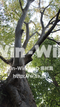 雑木林の写真素材 W-002758