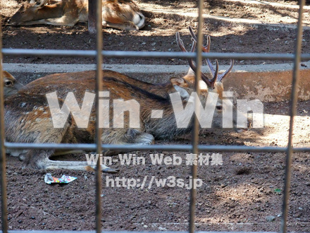 夢見ヶ崎動物公園の写真素材 W-002901