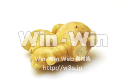 根ショウガ　５の写真素材 W-002232