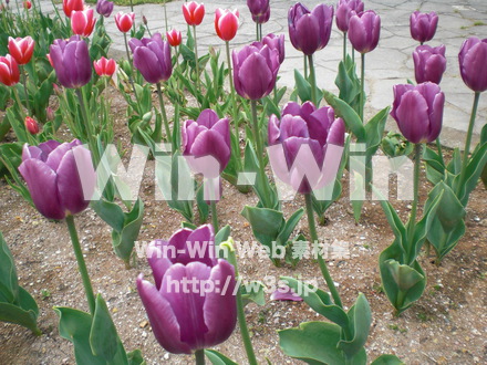 チューリップの写真素材 W-003415