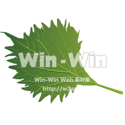 シソのCG・イラスト素材 W-002300