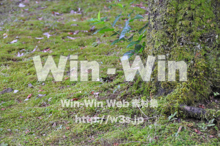 一乗谷朝倉氏遺跡の写真素材 W-002274