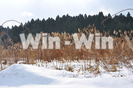 雪景色の写真素材 W-002604