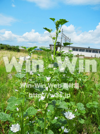 不明な花の写真素材 W-003974