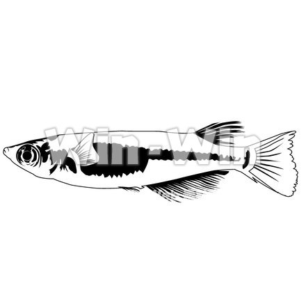 魚のシルエット素材 W-002873