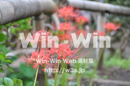 浄慶寺16の写真素材 W-002510