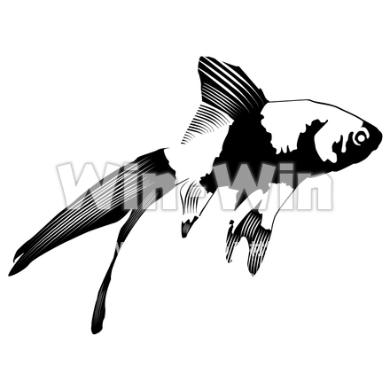 金魚　その2のシルエット素材 W-003253