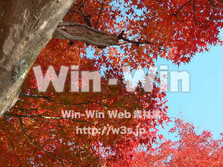 紅葉の紅葉の写真素材 W-003408