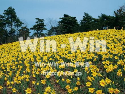 スイセンの写真素材 W-003493