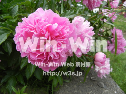 不明な花の写真素材 W-003937