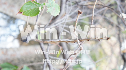 二ヶ領用水の写真素材 W-002805