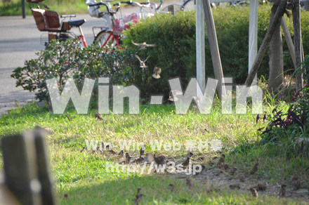 富士見公園の写真素材 W-002687