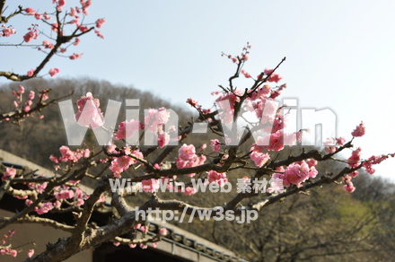 梅の写真素材 W-003554