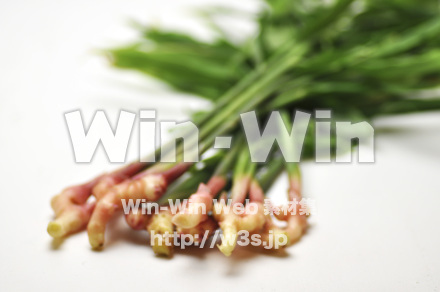 葉ショウガ　７の写真素材 W-002368