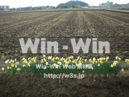 水仙の写真素材 W-003670