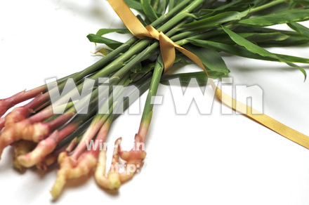 葉ショウガ　８の写真素材 W-002370