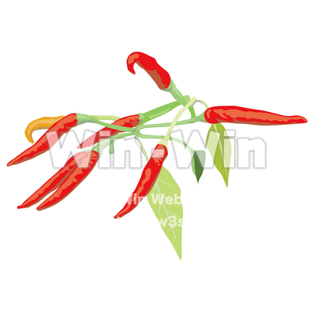 とうがらしのCG・イラスト素材 W-003619
