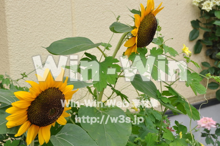 飛騨高山の写真素材 W-002331